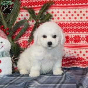 Joy, Bichon Frise Puppy